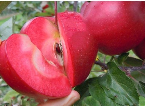 خرید و قیمت سیب درختی تو قرمز + فروش عمده